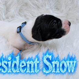 Snow - Black and white male Great Dane puppy in Montgomery, Texas from KD Sweet Southern Danes