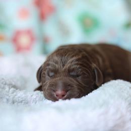 Magnolia - Chocolate female Labrador Retriever puppy in Williamston, South Carolina from Dutton Dog Co & Dalla Grazia Doberman