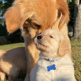 Golden Retrievers from Stockford’s Golden Retrievers