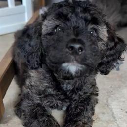 Aspen - Mahogany and white female Saint Berdoodle puppy in Garland, Texas from Brewer's Doodles and French Bulldogs