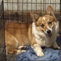 Pembroke Welsh Corgi puppies from Red Elephant Farms