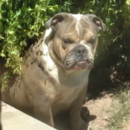 FiFi - Bulldog