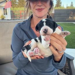 Tamar - Black and white female Bernedoodle puppy in Yuba City, California from Ranch House Doodles