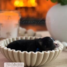 Sub Zero - Black and white male Siberian Husky puppy in Lodi, California from Wolves with Amor