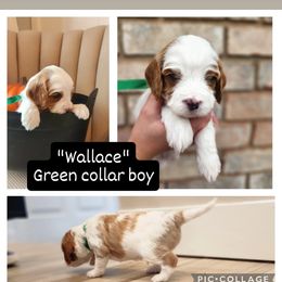 Cavapoo and Poodle Puppies from Salt Creek Doodles