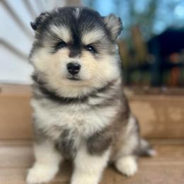 Driggs - Black and white male Pomsky puppy in Rathdrum, Idaho from Smart Pomskies and Frenchies