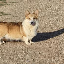 Poppy - Pembroke Welsh Corgi