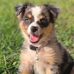Miniature Australian Shepherds from Dash of Aussie Farm