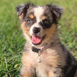 Miniature Australian Shepherds from Dash of Aussie Farm
