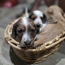 Dachshund Puppies from Green Thumb Farms