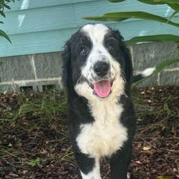 Light blue collar - Black and white male Aussiedoodle puppy in Melrose, Florida from Howdilly Doodley