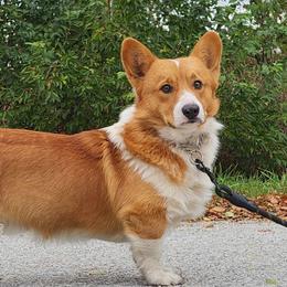 Hank - Pembroke Welsh Corgi