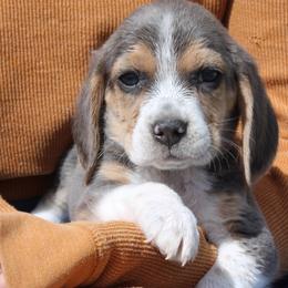 Blue Silver tri color Nigel - Blue tan and white male Beagle puppy in Spring Creek, Nevada from Badland Kennel
