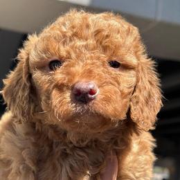 Druzy - Red  male Goldendoodle puppy in Philadelphia, Pennsylvania from Jah’s Retrievers