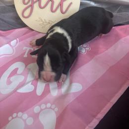 Girl 2 - Brindle female Boxer puppy in Lakeland, Florida from Cote's Boxers