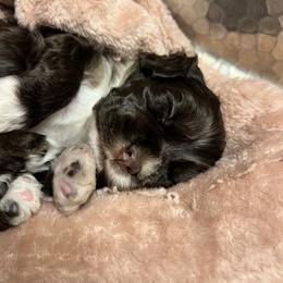 Brady - Brown and tan male Cocker Spaniel puppy in Camp Douglas, Wisconsin from Bluff Country Cockers