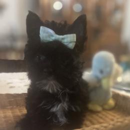 TINY GIRL - Parti female Yorkshire Terrier puppy in Newnan, Georgia from Shirley's Yorkipoos and Yorkshire Terriers