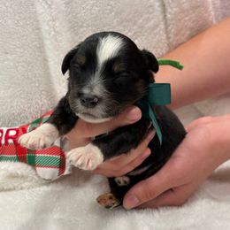 Green collar - Black tri male Miniature Australian Shepherd puppy in 32046, Florida from River Hill Ranch
