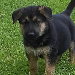 German Shepherds from Causey's Critters