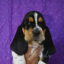 Girl 2 - Basset Hound puppy in Florida from Lomarol Hounds