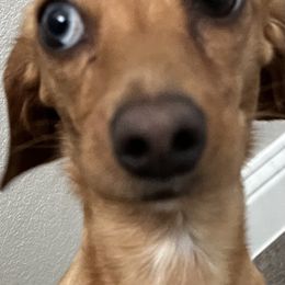 Dachshunds from Horton Hears a Weenie