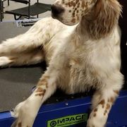 English Setters from Covenant English Setters