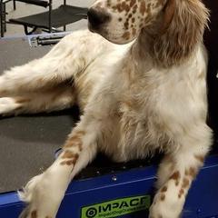 English Setters from Covenant English Setters