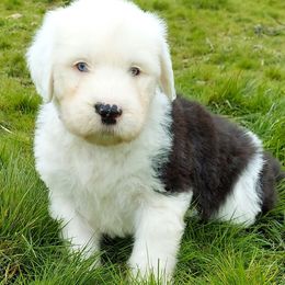 Old English Sheepdog Puppies from Sapphire Eyes Sheepdogs
