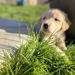 Golden Retriever Puppies from Rainy Day Goldens