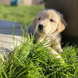 Golden Retriever Puppies from Rainy Day Goldens