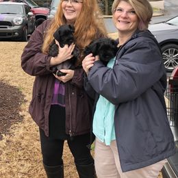 Miniature Schnauzer Puppies from Daniels Mini Schnauzers