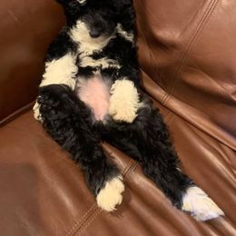 Sheepadoodle Puppies from Liberty Hill Sheepadoodles