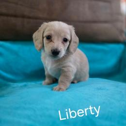 Liberty - Cream female Dachshund puppy in Bedias, Texas from Faith & Grace Doxies