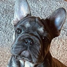 French Bulldogs from Kelle Freels