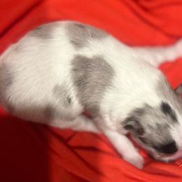 Girl 1 - Blue merle female Pomeranian puppy in Brentwood, California from Royalpawpoms