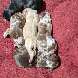 Pyrite - Merle male Chihuahua puppy in Casper, Wyoming from Coffey Chihuahua Café