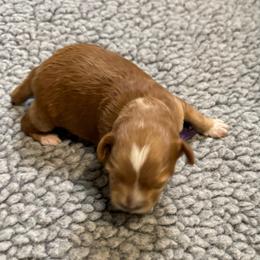 Peony - Apricot female Goldendoodle puppy in Newaygo, Michigan from West Michigan Doodles and Poodles