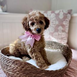 Red - Red  female Goldendoodle puppy in Eagle Mountain, Utah from Meadow Ranch Pups