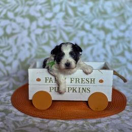Frankenstein - Green Collar - Black and white male Shichon puppy in Troy, Ohio from Oodles of Doodles