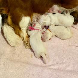 Pink collar - Dapple female Dachshund puppy in Jacksonville, Florida from Little Lords & Ladies Dachshunds