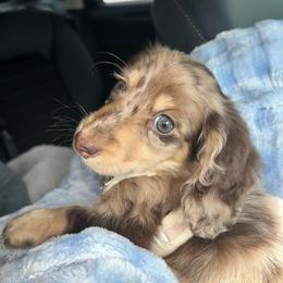 Biscuit - Dapple male Dachshund puppy in Salisbury, North Carolina from Shy’s Teenie Weenies