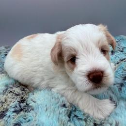 Brexler - Parti male Miniature Schnauzer puppy in Russell, Kentucky from Marjorie's Simply Schnauzer