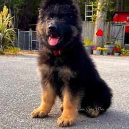 German Shepherd Puppies from Tabor Springs GSD