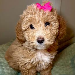 Blossom - Apricot female Aussiedoodle puppy in Pasadena, Texas from Toledo Creek Doodles