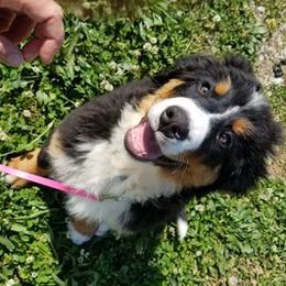 Fabi - Bernese Mountain Dog