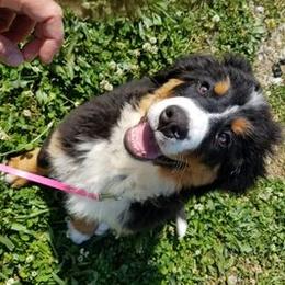 Fabi - Bernese Mountain Dog