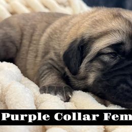 Purple Collar Teeth - Fawn female Anatolian Shepherd Dog puppy in Canton, Georgia from Rolling Thunder Ranch