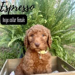 Espresso - Red  female Goldendoodle puppy in Taylorsville, North Carolina from Doggone Dixie Doodles