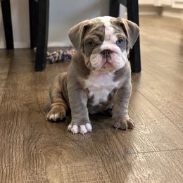 Rayne - Chocolate tri-color female Bulldog puppy in De Ridder, Louisiana from ABC Bulldogs