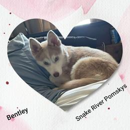 Bentley - Pomsky